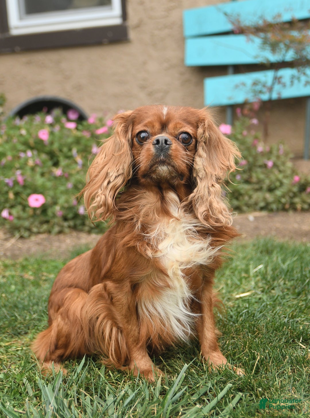 Cavapoo dogs for sale: Avalon - Image 7