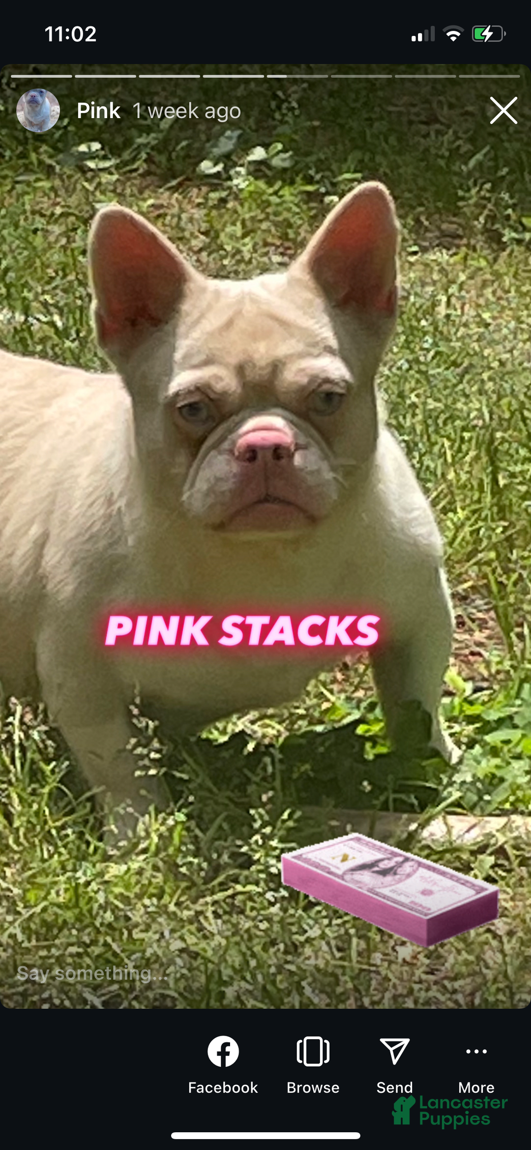 French Bulldog dogs for sale: Yang - Image 14