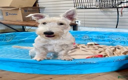 Scottish Terrier dogs for sale: Ollie - Image 9