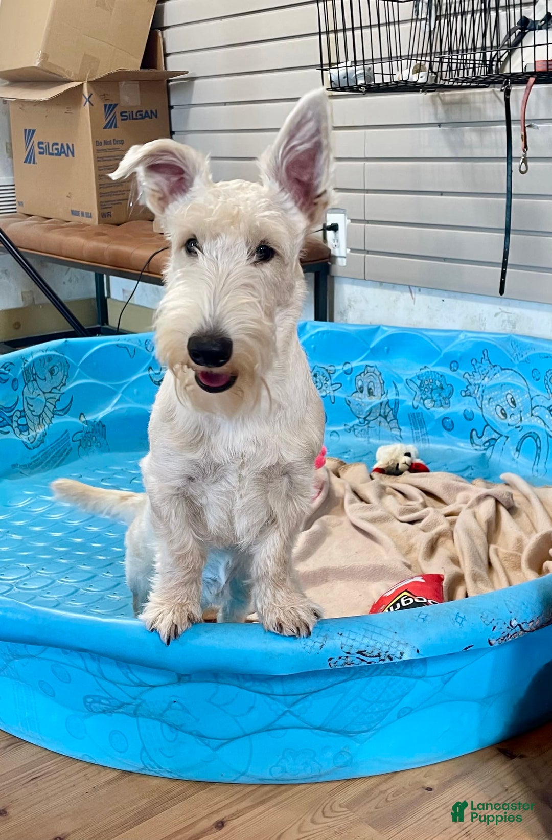 Scottish Terrier dogs for sale: Ollie - Image 9