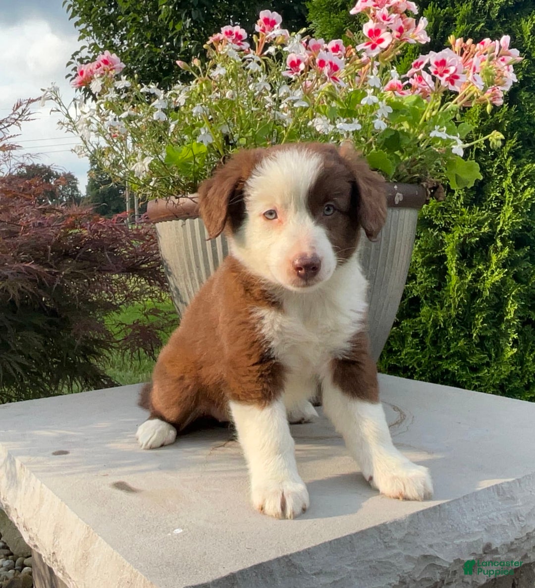 Australian Shepherd dogs for sale: Tootsie - Image 3