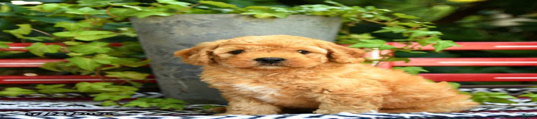 Custard