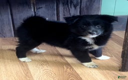 Shiba Inu dogs for sale: Missy - Image 8