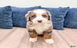 Mini Bernedoodle dogs for sale: Jack - Image 9