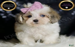 Maltipoo dogs for sale: Beans - Image 5