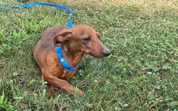 Miniature Dachshund dogs for sale: Griffin - Image 6
