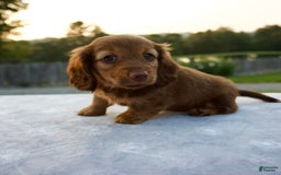 Miniature Dachshund dogs for sale: Olive - Image 7