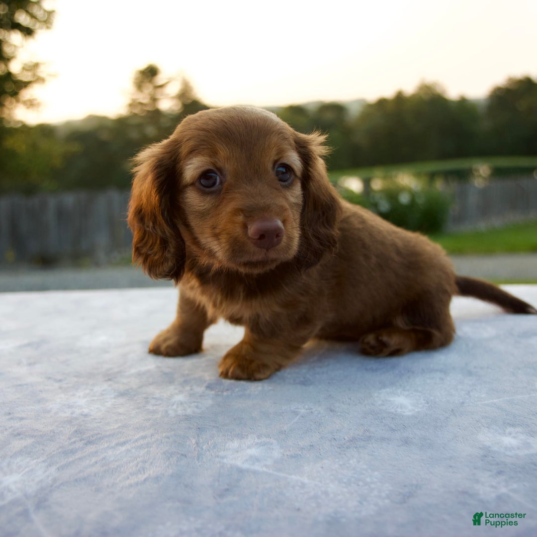 Miniature Dachshund dogs for sale: Olive - Image 7