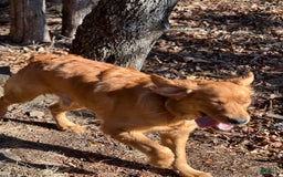 Golden Retriever dogs for sale: Rambo - Image 2