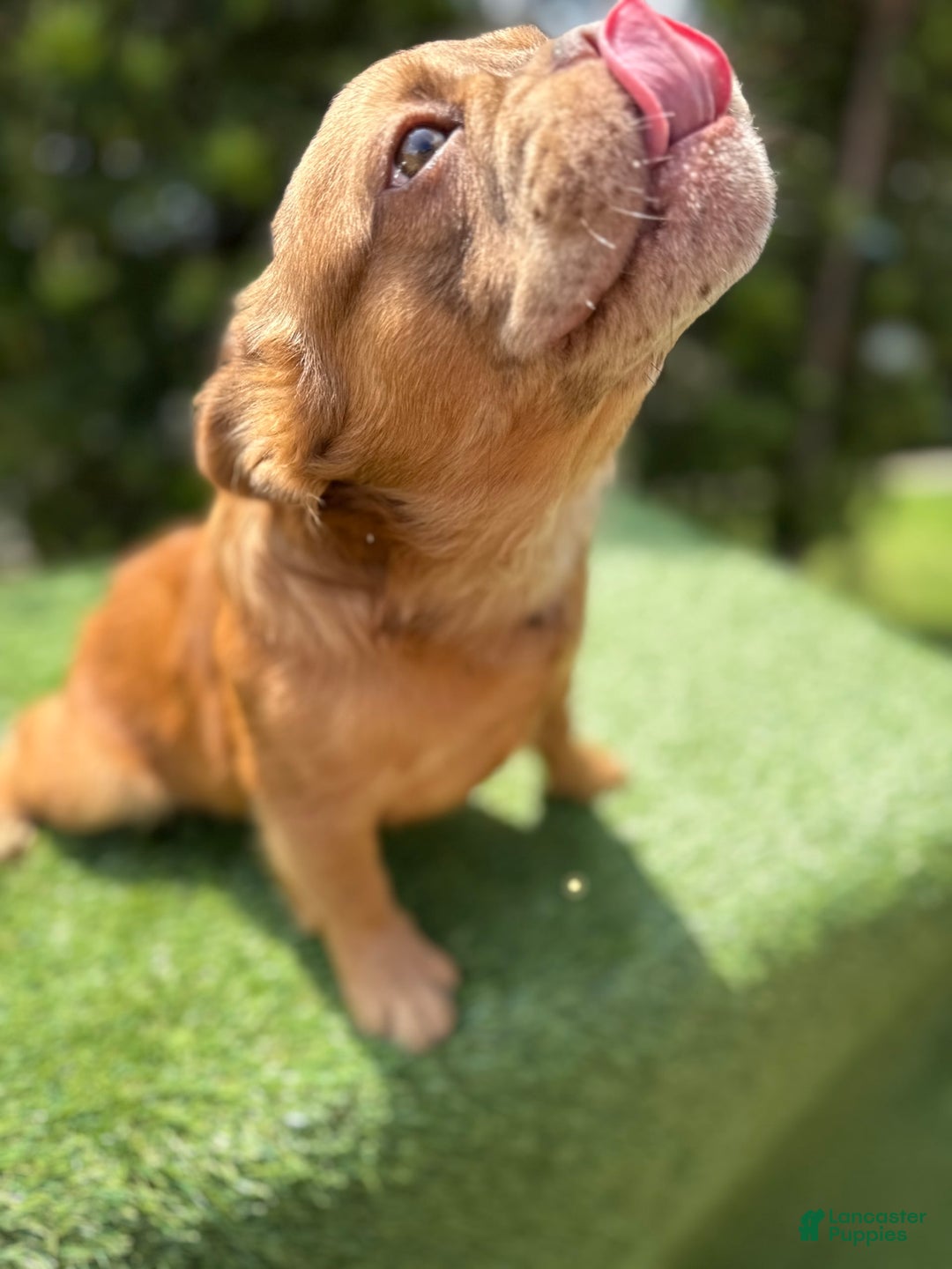 French Bulldog dogs for sale: Birkin - Image 9