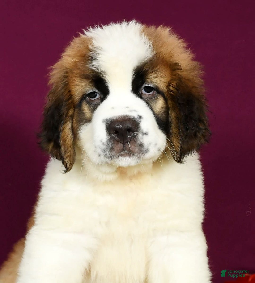 Saint Bernard dogs for sale: Luna - Image 1