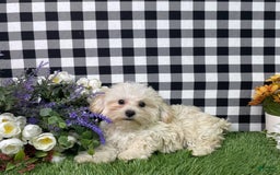 Morkie dogs for sale: Champ - Image 2