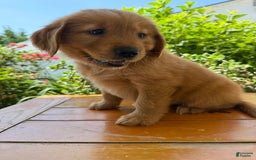 Golden Retriever dogs for sale: Lola - Image 3