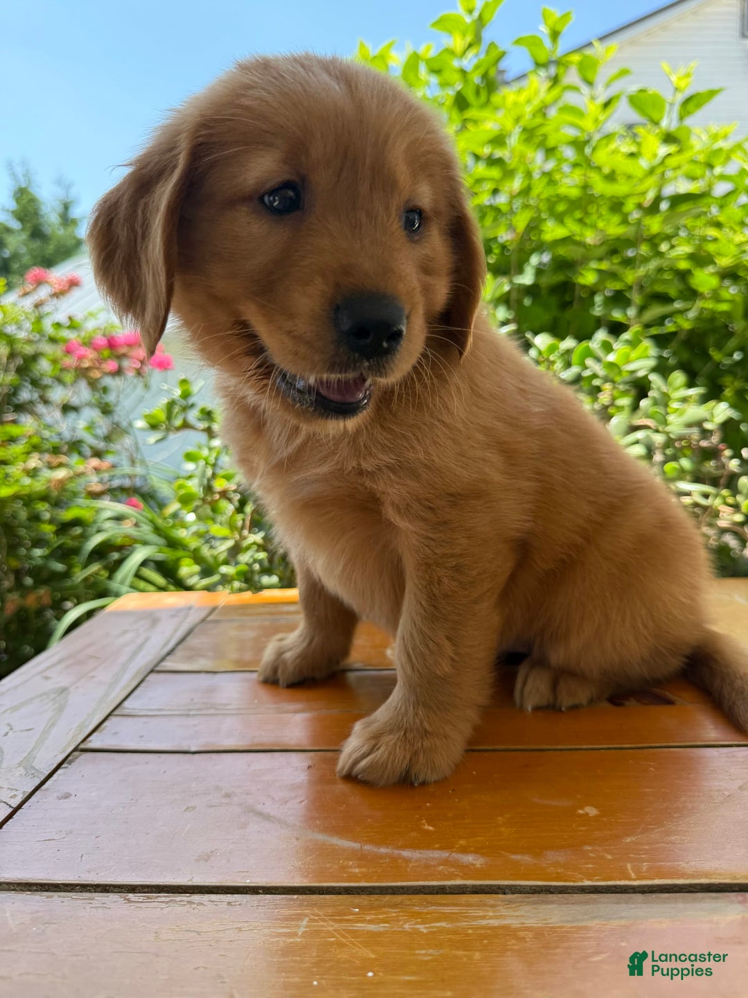 Golden Retriever dogs for sale: Lola - Image 3