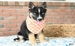 Gerberian Shepsky dogs for sale: Biscuit - Image 3