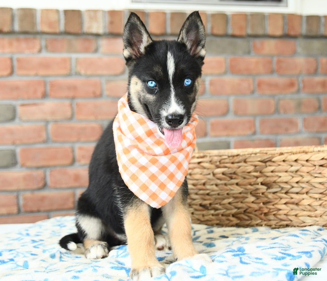 Gerberian Shepsky dogs for sale: Biscuit - Image 3