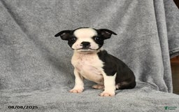 Boston Terrier dogs for sale: Lucy - Image 1