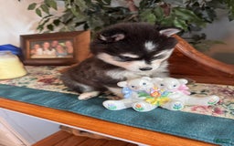 Alaskan Klee Kai dogs for sale: Kimmy - Image 7