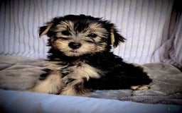Morkie dogs for sale: Albert - Image 5