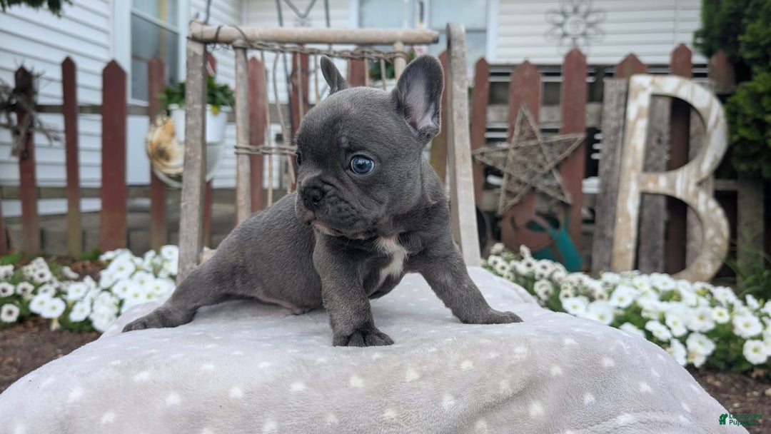 French Bulldog dogs for sale: Zane - Image 11