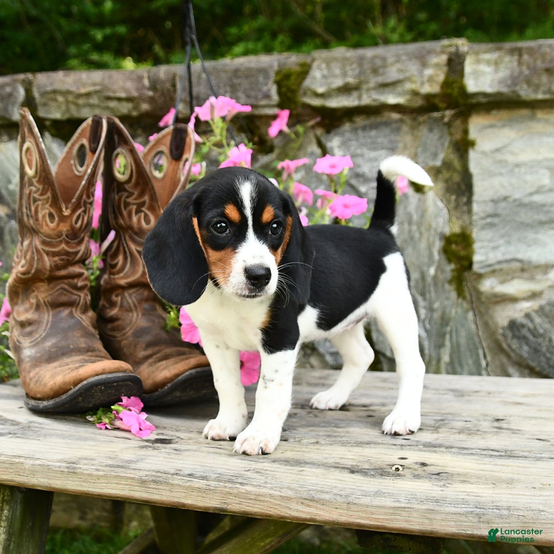 Beagle dogs for sale: Rose - Image 2