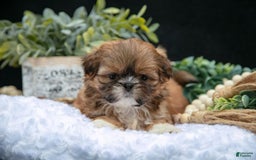 Shih Tzu dogs for sale: Tinkerbell - Image 3