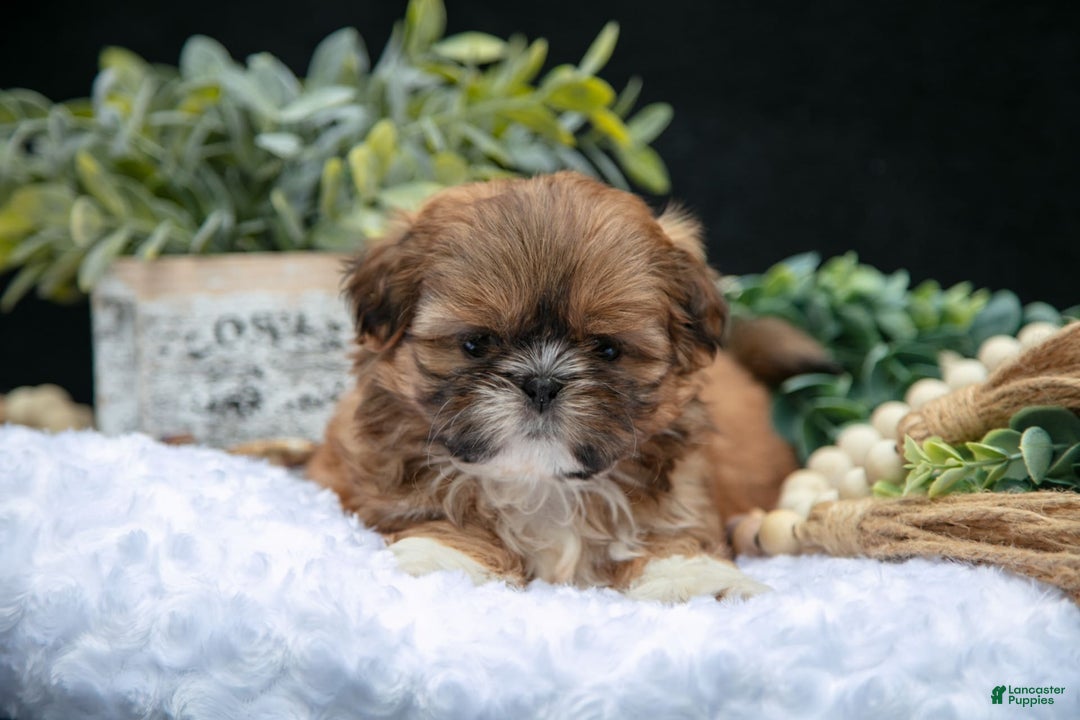 Shih Tzu dogs for sale: Tinkerbell - Image 3