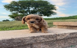 Cocker Spaniel dogs for sale: Max - Image 2