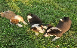 Border Collie dogs for sale: Frisky - Image 3