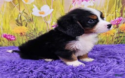 Miniature Bernese Mountain Dog dogs for sale: Archie - Image 2