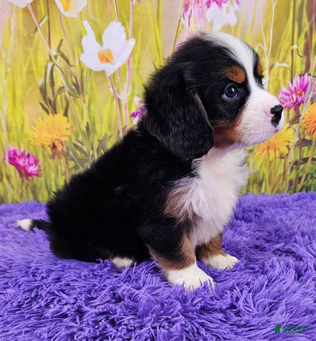 Miniature Bernese Mountain Dog dogs for sale: Archie - Image 2