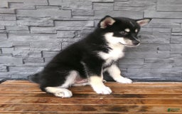 Pomsky dogs for sale: Sammy - Image 15