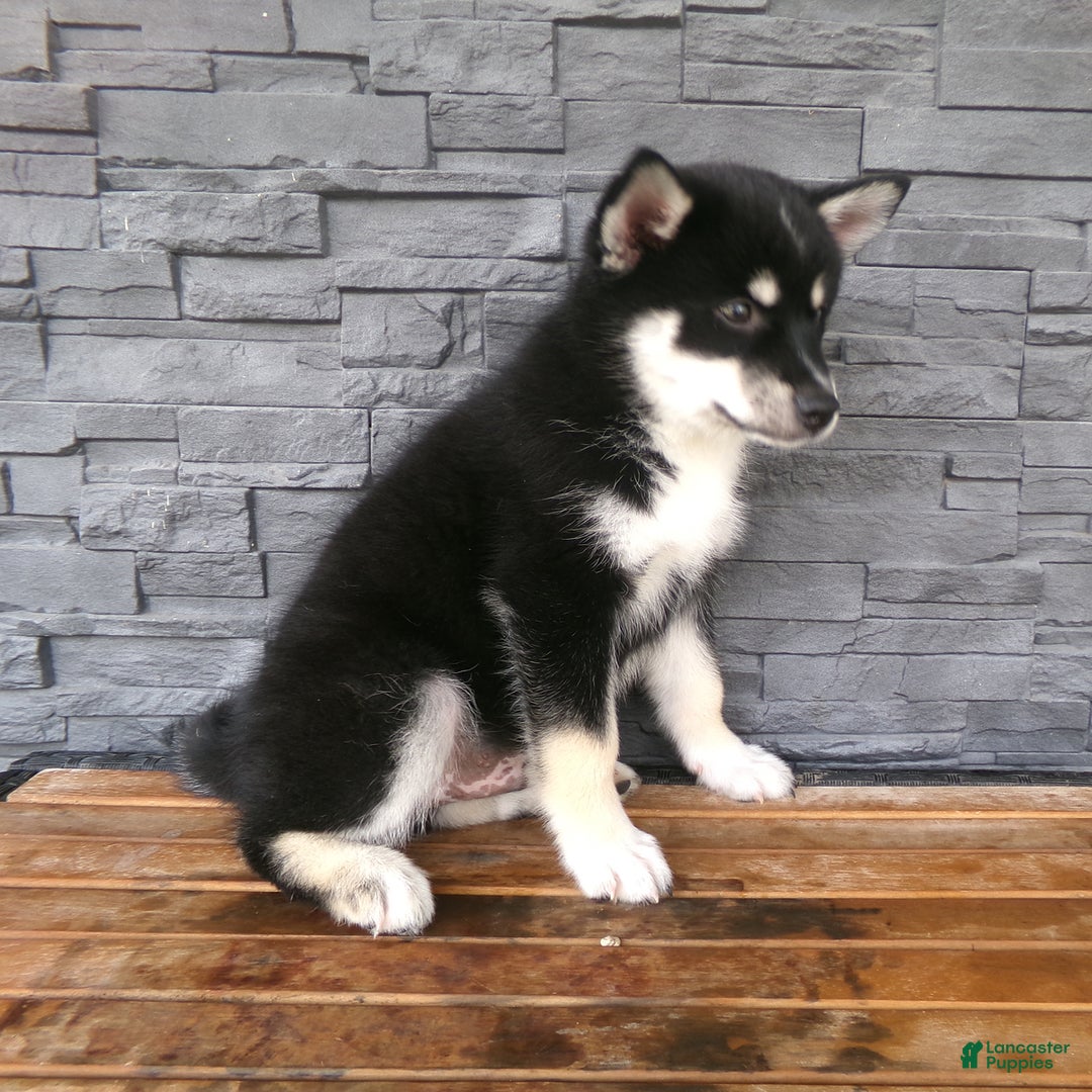 Pomsky dogs for sale: Sammy - Image 15