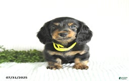 Miniature Dachshund dogs for sale: Walker - Image 4