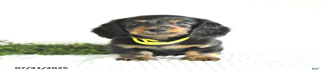 Walker