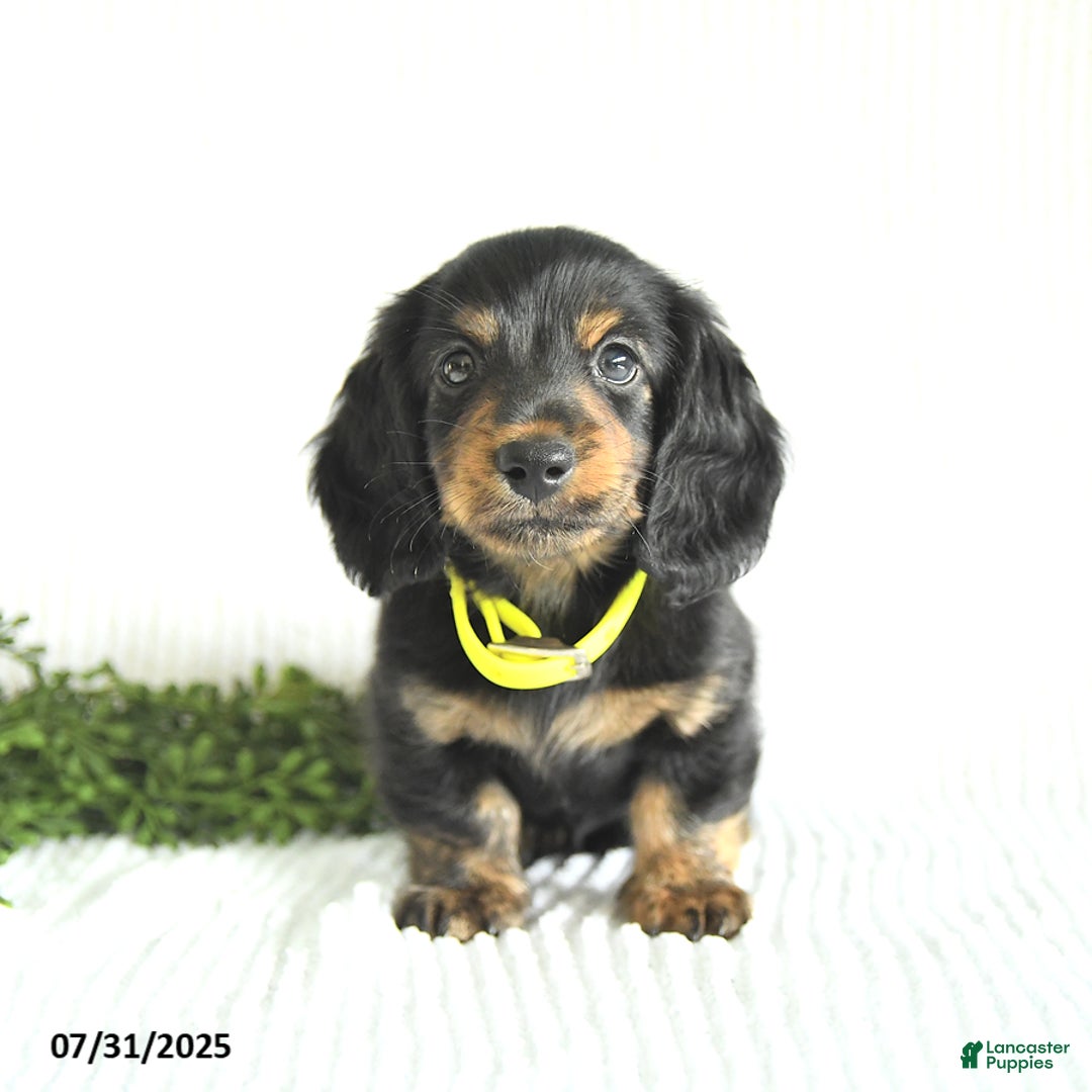 Miniature Dachshund dogs for sale: Walker - Image 4