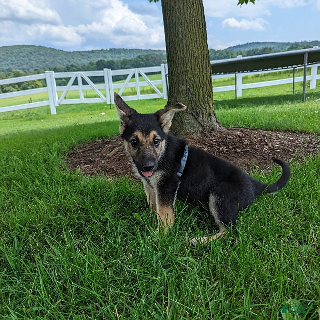 German Shepherd dogs for sale: German Shepherd 8 puppies - Image 11