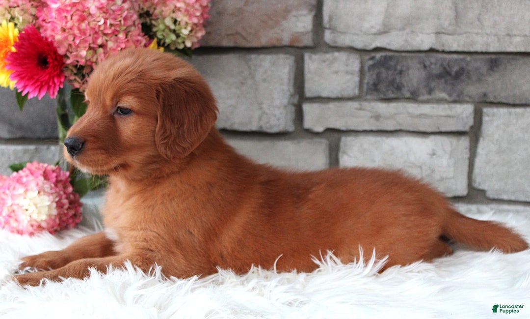 Golden Retriever dogs for sale: Hunter - Image 4