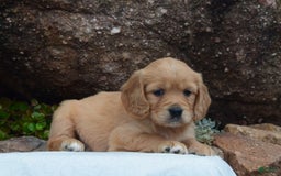 Miniature Golden Retriever dogs for sale: Daisy - Image 4