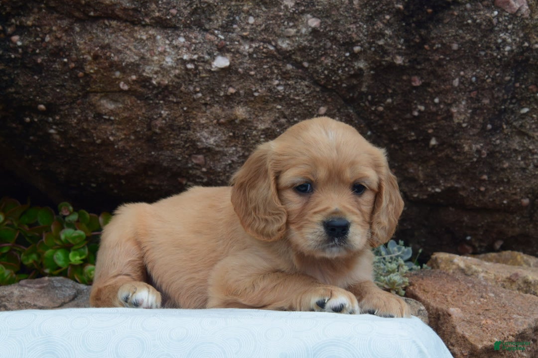 Miniature Golden Retriever dogs for sale: Daisy - Image 4