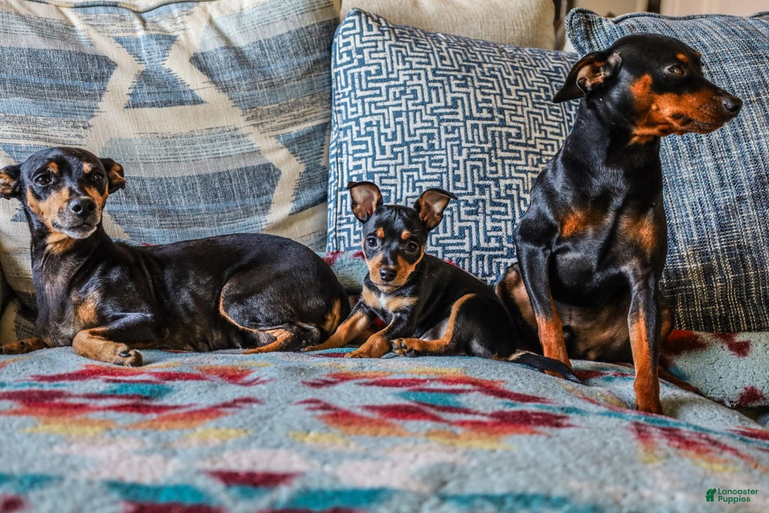 Miniature Pinscher dogs for sale: Alex - Image 1