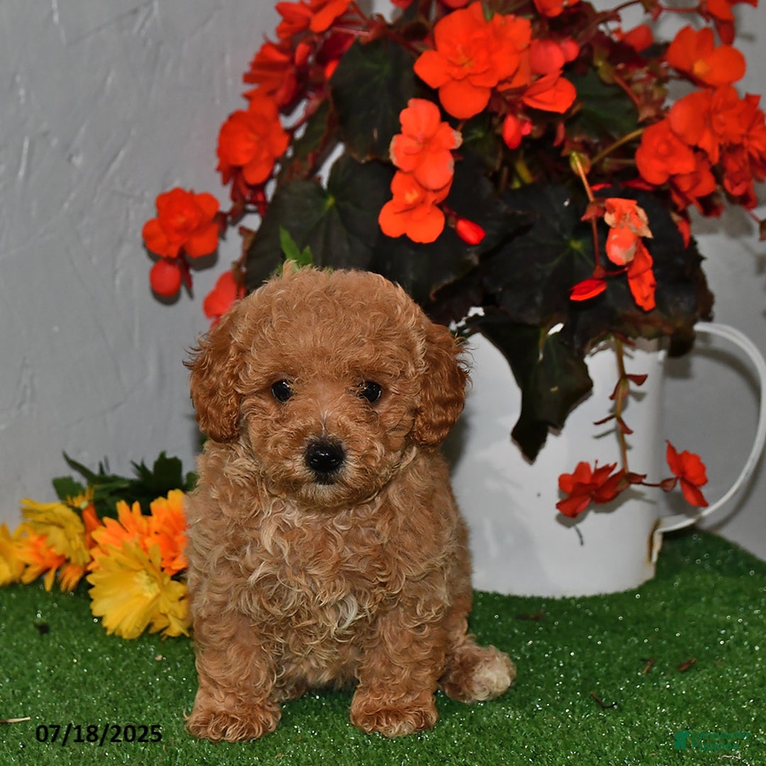 Cavapoo dogs for sale: Dream - Image 2