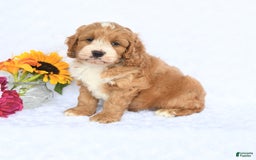 Cockapoo dogs for sale: Reagan - Image 5