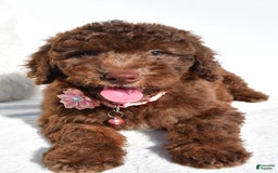 Mini Aussiedoodle dogs for sale: Espresso - Image 3
