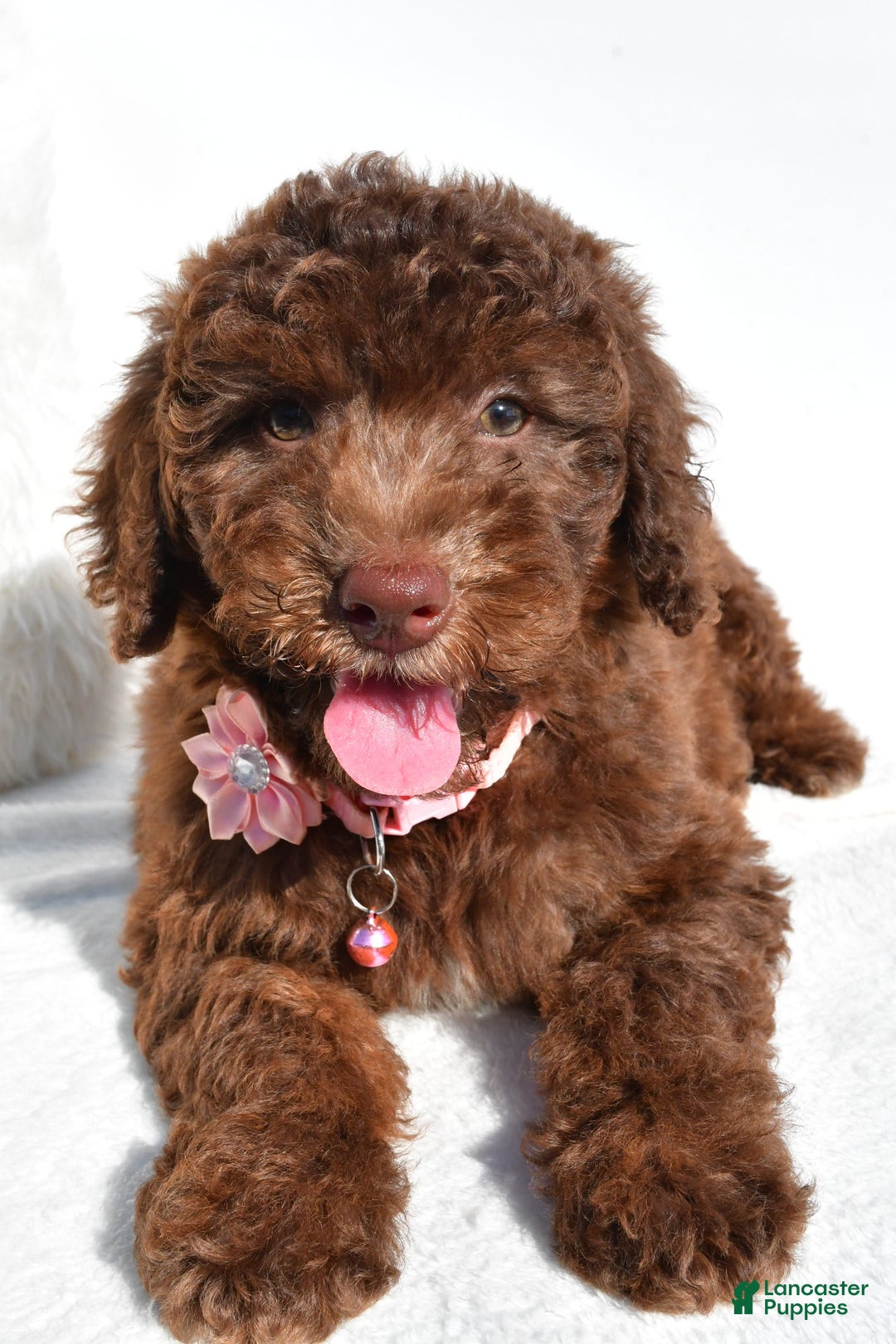 Mini Aussiedoodle dogs for sale: Espresso - Image 3