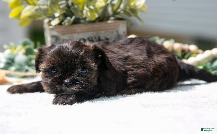 Shorkie dogs for sale - Ad 4