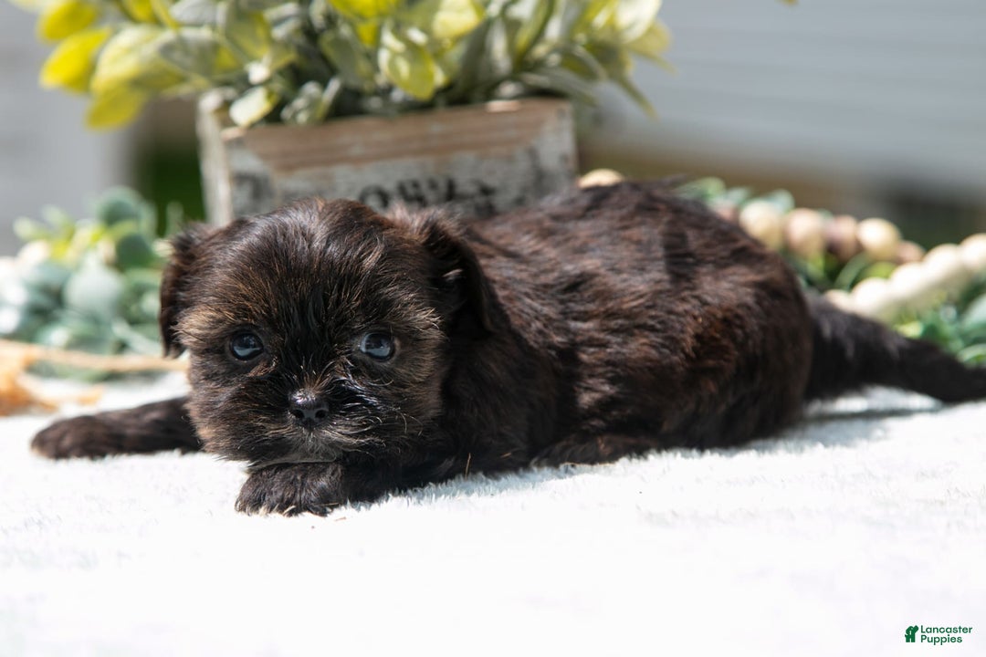 Shorkie dogs for sale: Link - Image 1