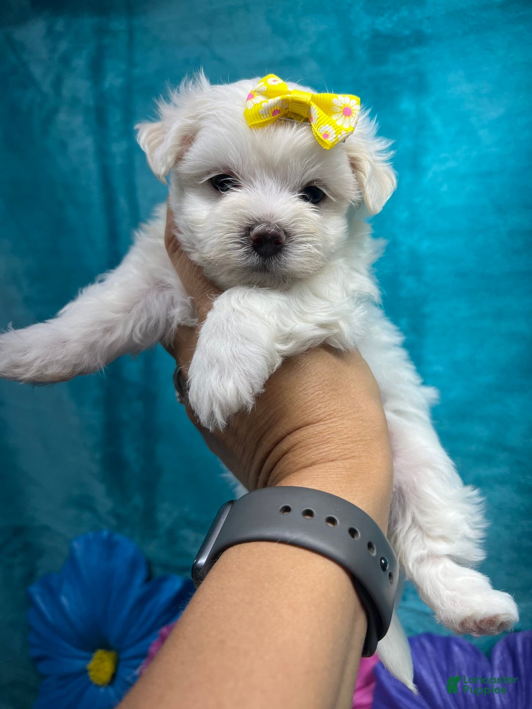 Maltese dogs for sale: AKC yellow bow - Image 1