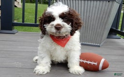 Cockapoo dogs for sale: Patches - Image 8
