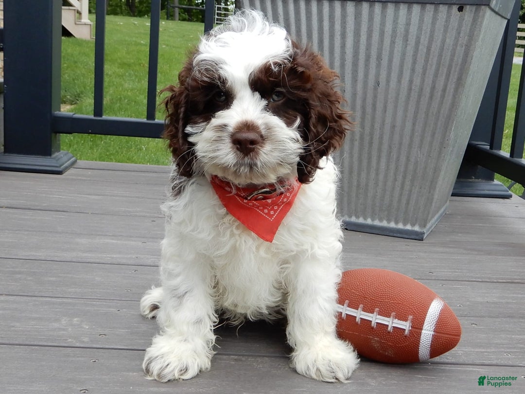 Cockapoo dogs for sale: Patches - Image 8